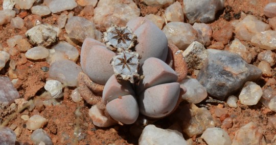 S2711 - Dinteranthus microspermus var puberulus