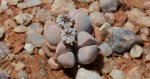 S2711 – Dinteranthus microspermus var&nbsp;puberulus