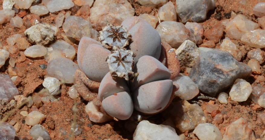 S2711 - Dinteranthus microspermus var puberulus