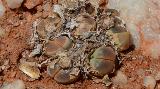 S2711 - Lithops olivacea