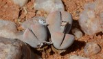 S2712 – Dinteranthus microspermus var&nbsp;puberulus
