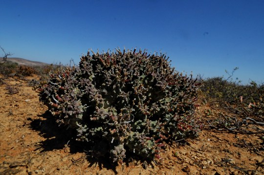 S2730 - Euphorbia pentops