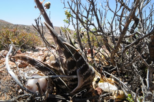 S2732 - Aloe variegata - kanniedood