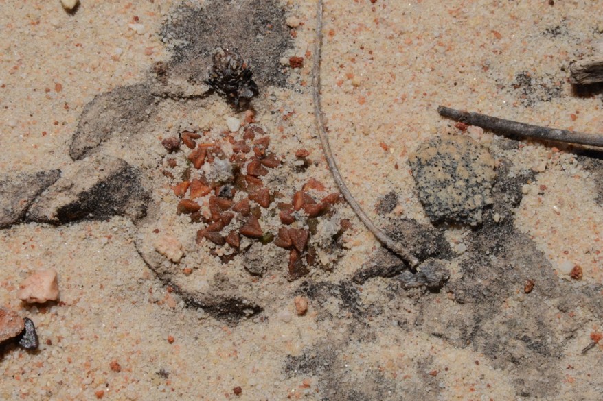 S2734 - Anacampseros comptonii