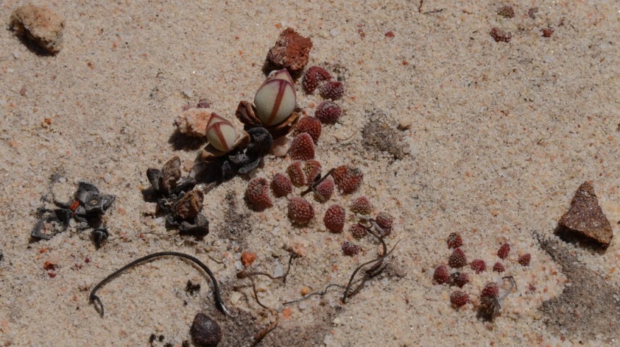 S2734 - Mesemb sp + Crassula