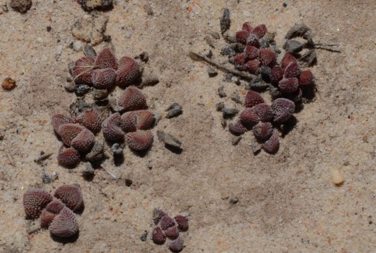 S2734 - Crassula fragaroides