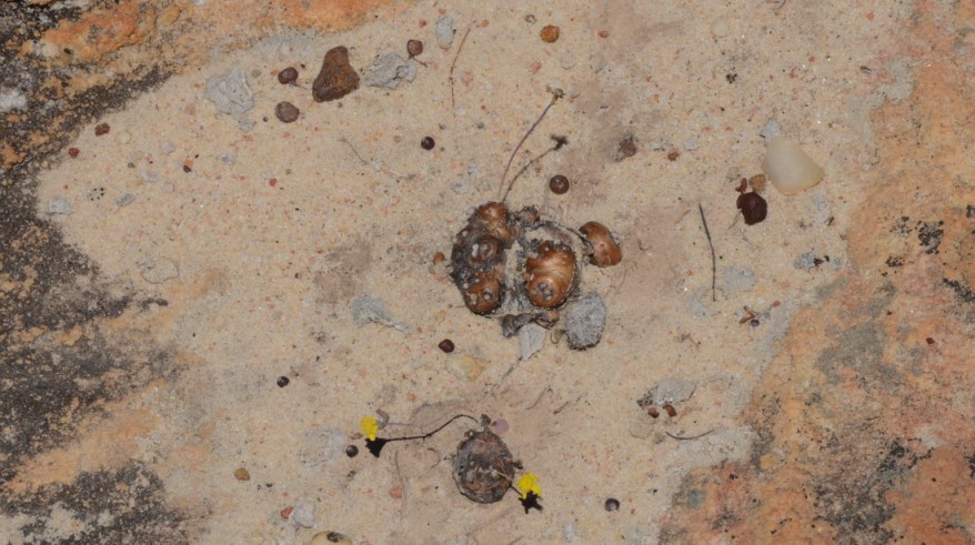 S2734 - Othonna cacalioides