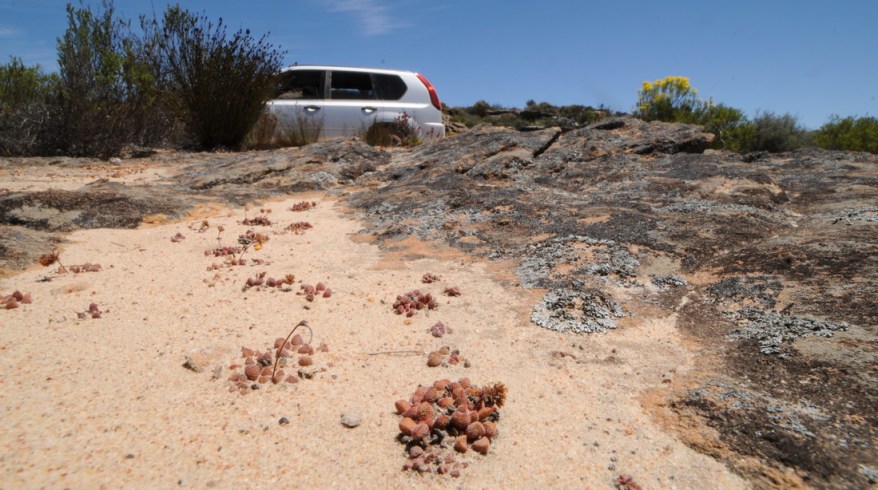 S2734 - Car and Crassula