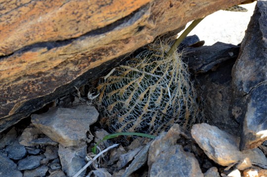S2747 - Haworthia arachnoidea ssp scabraspina aka Gigas