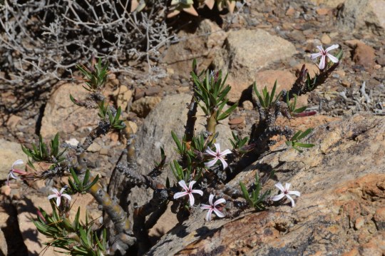S2749 - Pachypodium succulentum