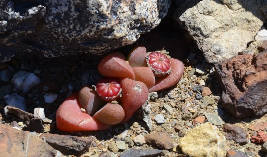 S2752 - Tanquana archeri