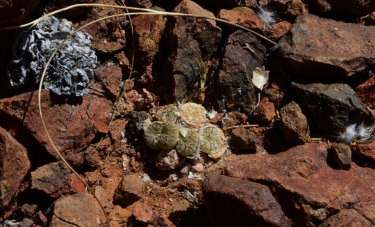S2754 - Conophytum sp