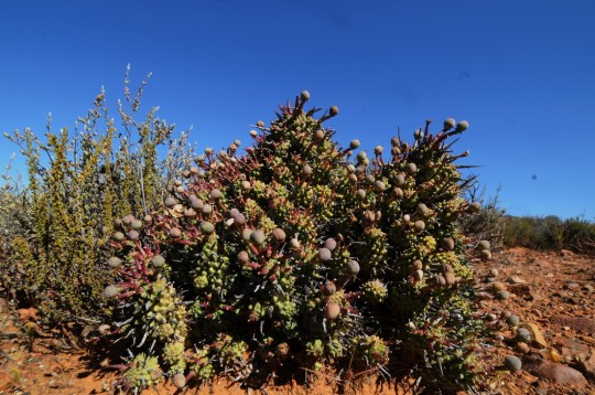 S2754 - Euphorbia multiceps