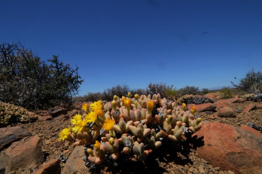 S2756 - Cheiridopsis sp