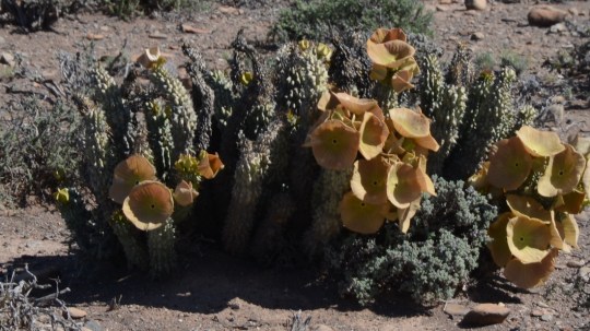 S2756a - Hoodia gordnii