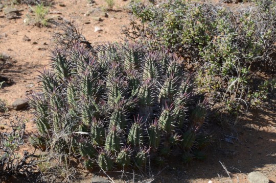 S2757 - Euphorbia sp