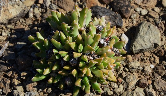 S2762 - Faucaria bosscheana