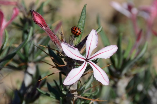 S2763 - Pachypodium succulentum