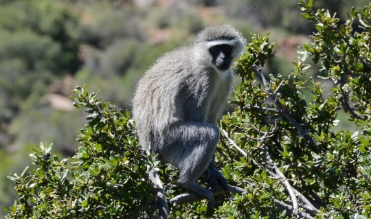 S2764 - vervet monkey