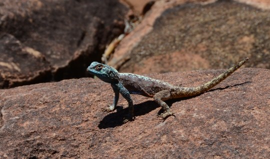 S2765 - East Cape Crag Lizard
