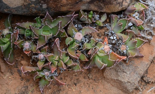 S2766 - Faucaria bosscheana