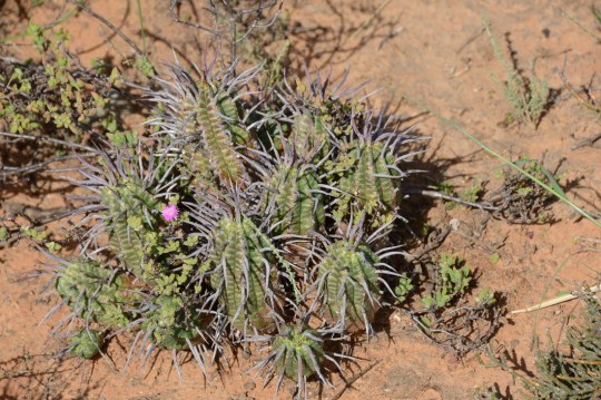 S2768 - Euphorbia sp