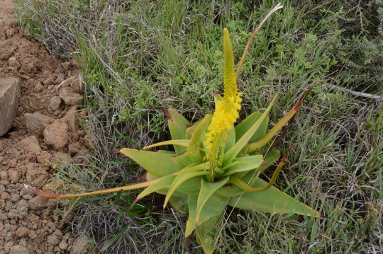 S2769 - Bulbine alooides