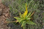 S2769 – Bulbine&nbsp;alooides