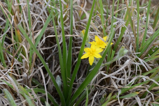 S2769 - Bulbine narcissifolia