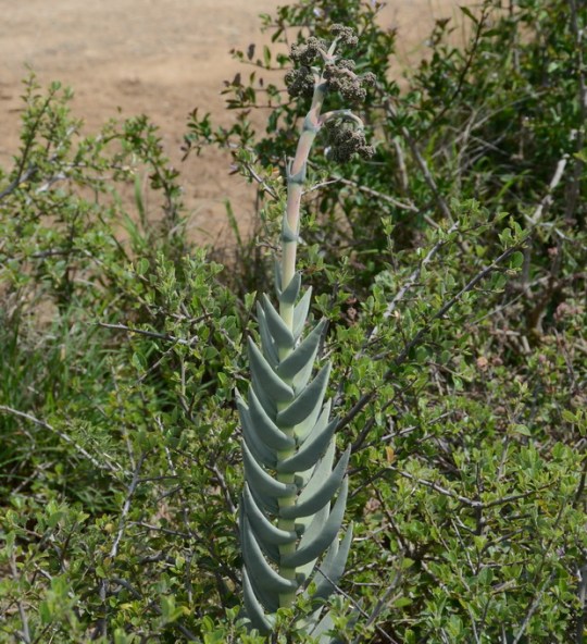 S2770 - Crassula perfoliata