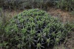 S2771 – Euphorbia sp-&nbsp;clump