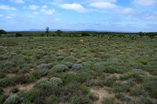 S2771 - Euphorbia sp