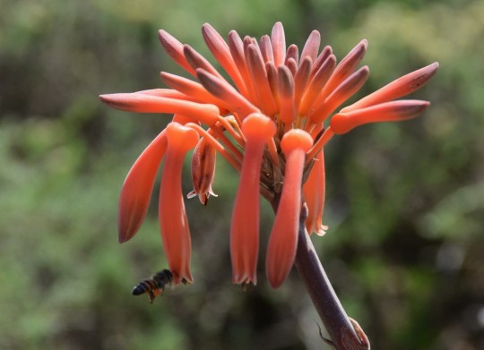 S2772 - Aloe striata and bee