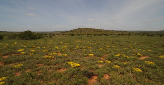 S2773 - Euphorbia inermis ssp huttoniea 