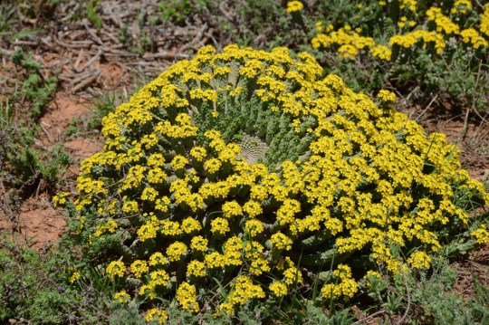 S2773 - Euphorbia inermis ssp huttoniea