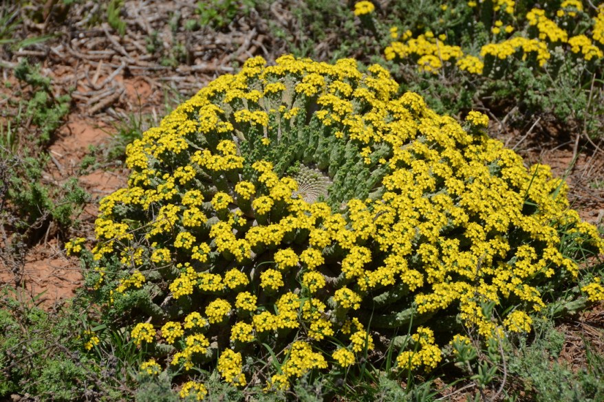 S2773 - Euphorbia inermis ssp huttoniea