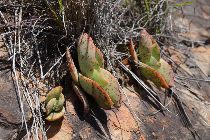 S2774 - Crassula perfoliata ssp falcata
