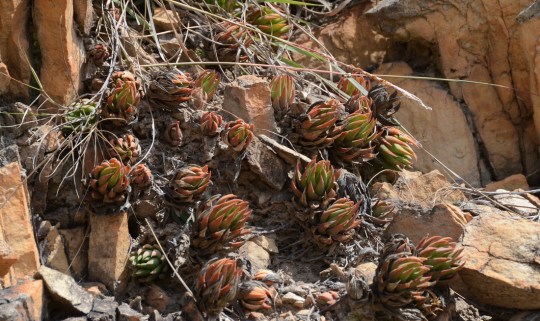 S2775 - Haworthia sp