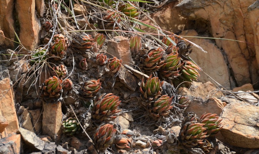 S2775 - Haworthia sp
