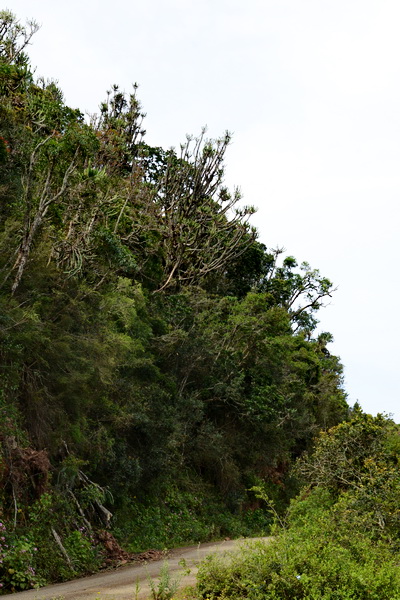 S2776 - tree Euphorbia sp.