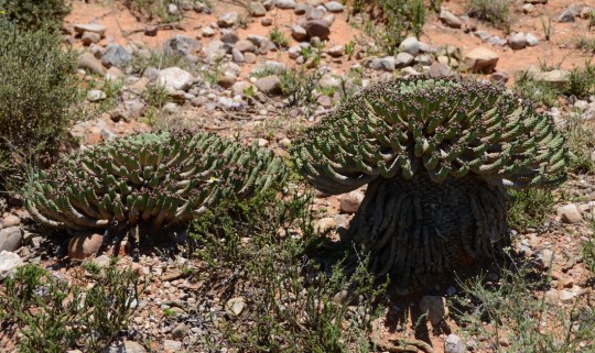 S2780 - Euphorbia inermis