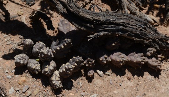 S2781 - Asclepiad sp.