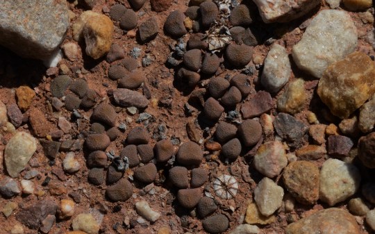 S2782 - Aloinopsis schooneesii