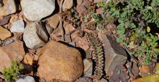 S2782 - Euphorbia stellata