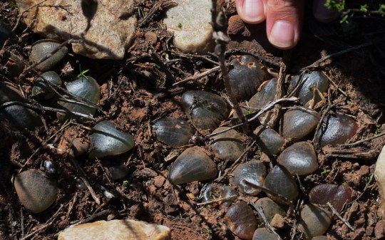 S2782 - Haworthia springbokvlakensis