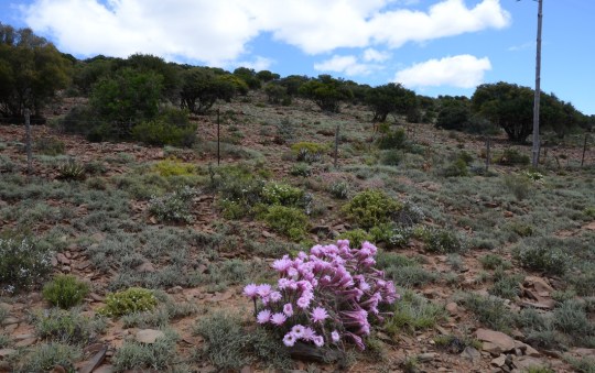S2784 - Echinopsis oxygona
