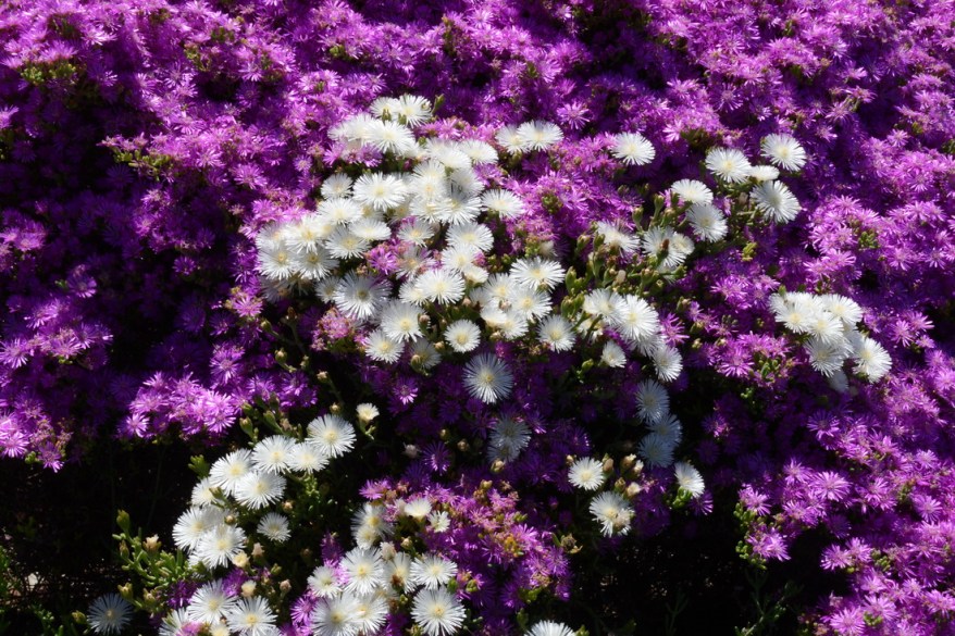 S2785 - Mesembs in flower