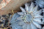 S2787 – Euphorbia&nbsp;horrida