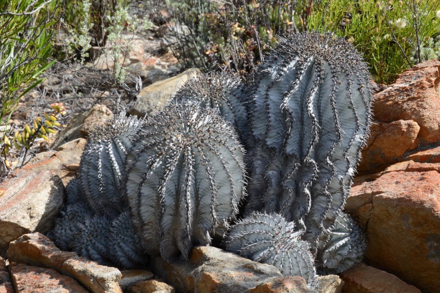 S2787 - Euphorbia horrida