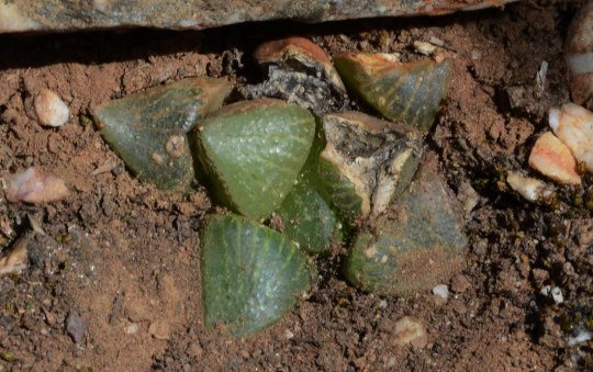S2788 - Haworthia picta